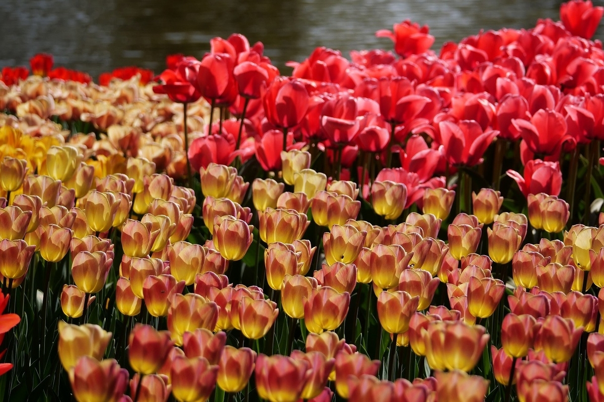 f:id:hirochanna:20220413000835j:plain