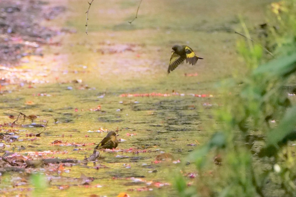 f:id:hirochanna:20220413001257j:plain