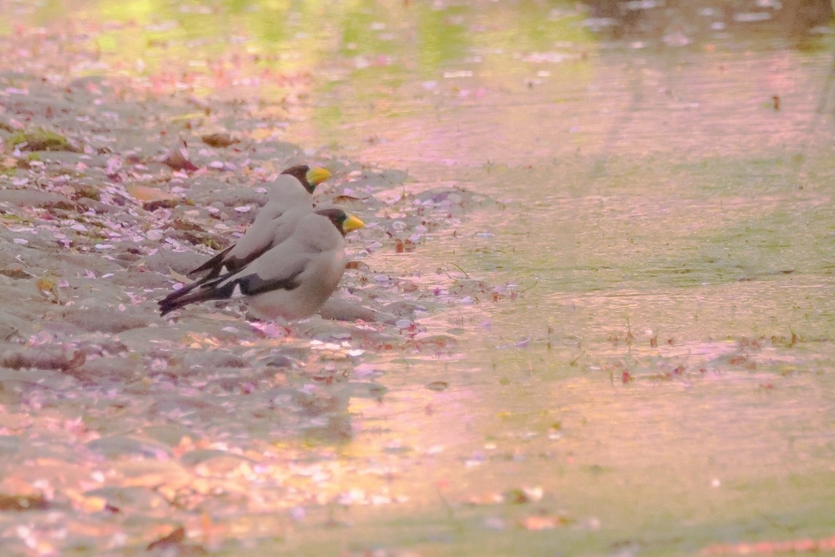 f:id:hirochanna:20220413001501j:plain