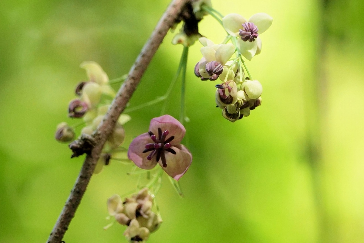 春になるといろんな花が咲くんだね 科博付属自然教育園にて もっともっとワクワクの君へ