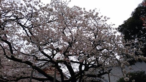 f:id:hiroki-is:20170322181208j:plain f:id:hiroki-is:20170322181208j:plain