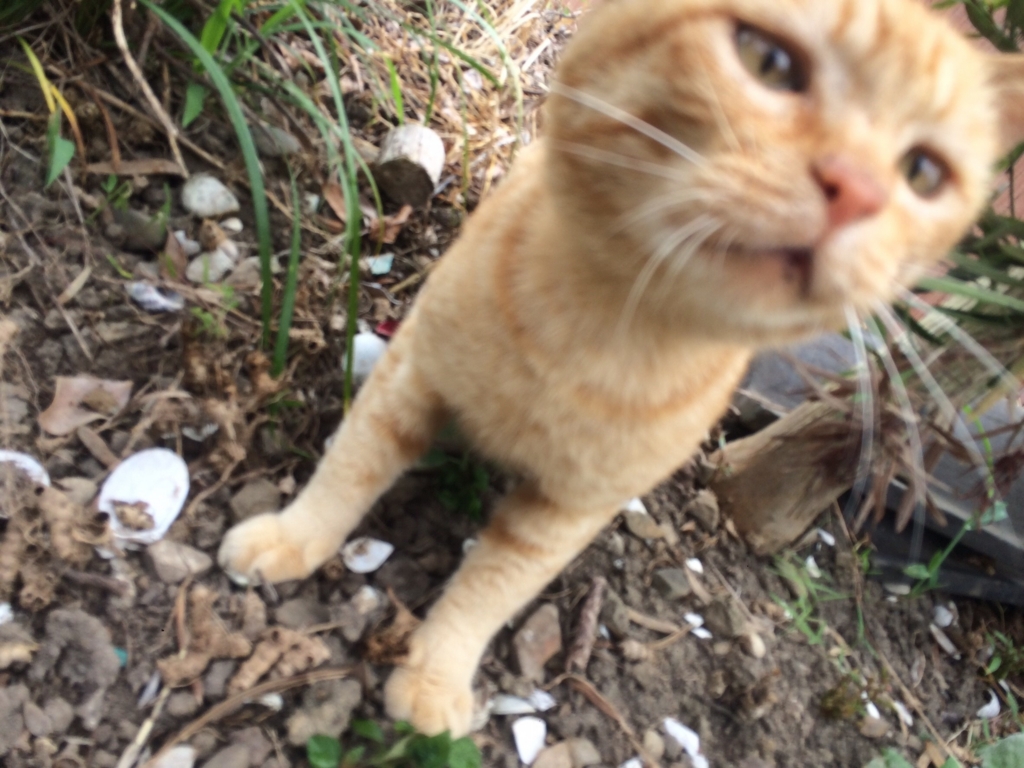 f:id:hiroki0105:20170326083720j:plain