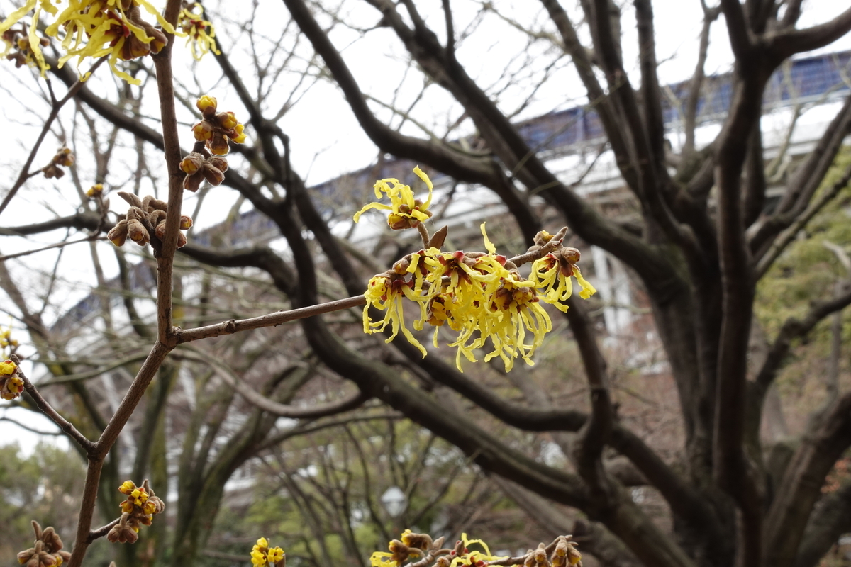 f:id:hiroki122518:20210227031413j:plain