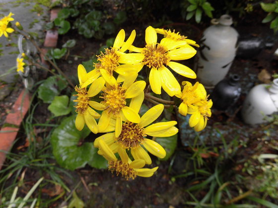 f:id:hirokiwai:20190228065355j:plain