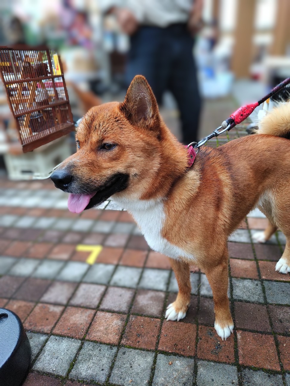 f:id:hiroko1022_1970:20260628084639j:image
