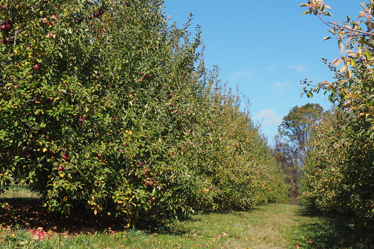 f:id:hiroko_ny:20191107053517j:plain