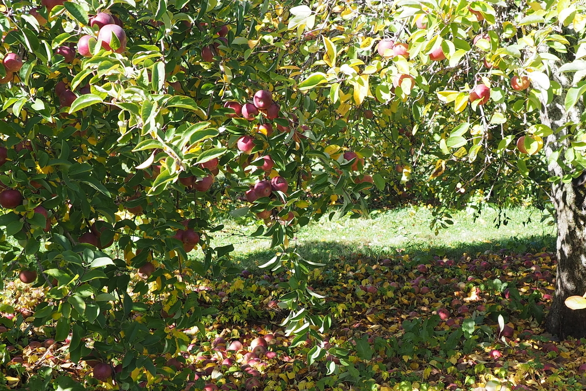 f:id:hiroko_ny:20191107053823j:plain