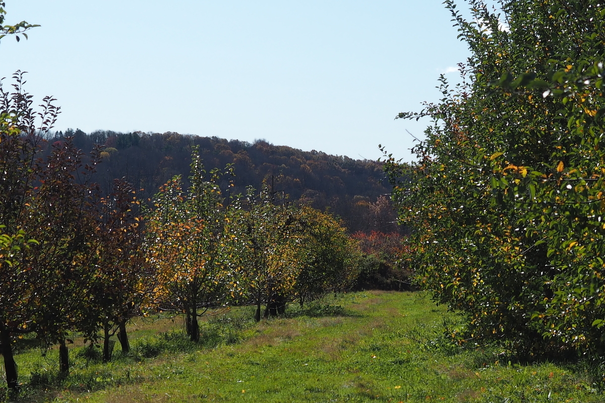 f:id:hiroko_ny:20191107054138j:plain