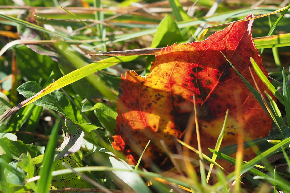 f:id:hiroko_ny:20191107054328j:plain