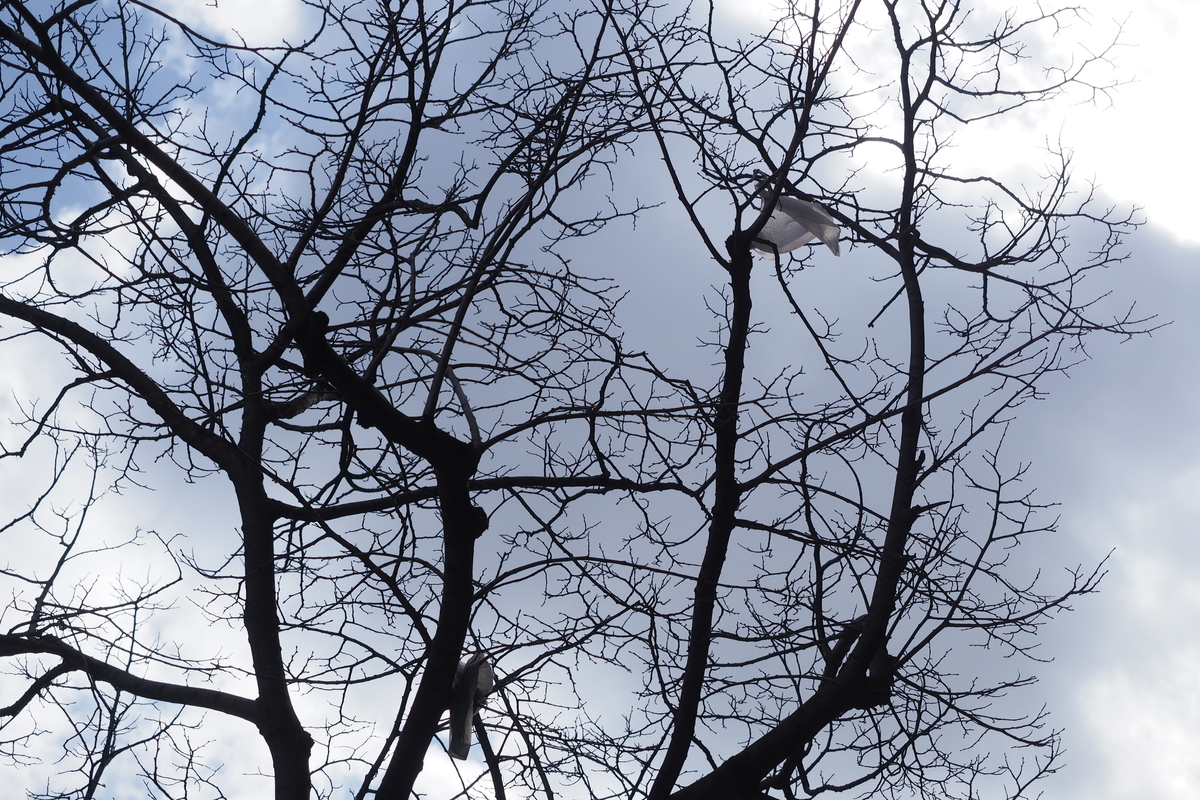 f:id:hiroko_ny:20200229113702j:plain f:id:hiroko_ny:20200229113702j:plain