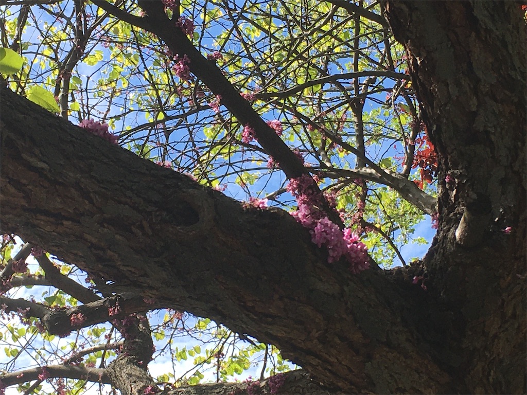 f:id:hiroko_ny:20200518040026j:plain