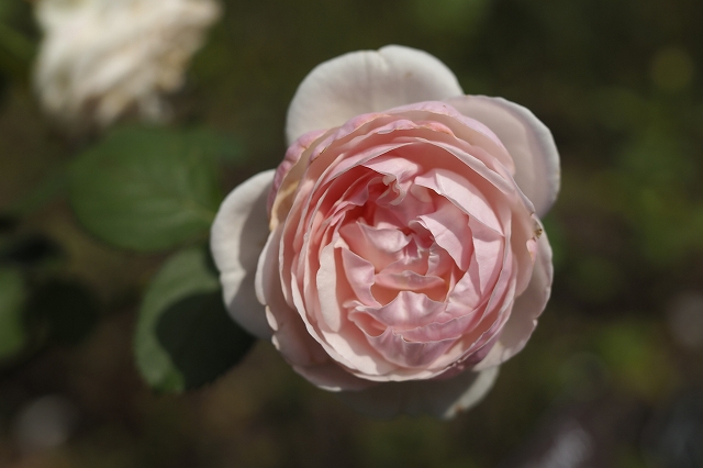 f:id:hiroko_ny:20200820062948j:plain f:id:hiroko_ny:20200820062948j:plain