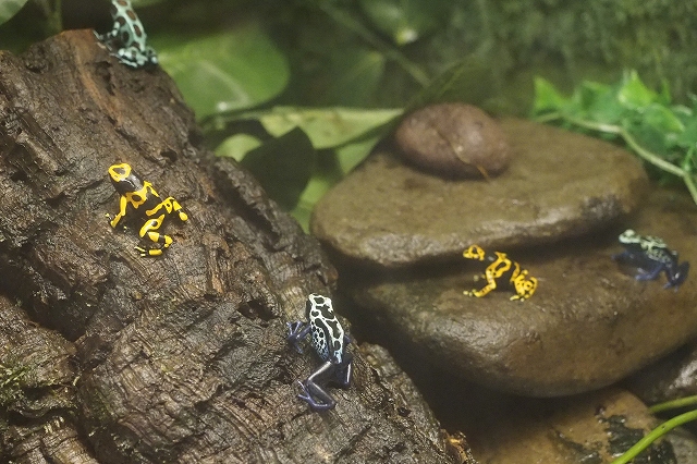 Poison dart frogs