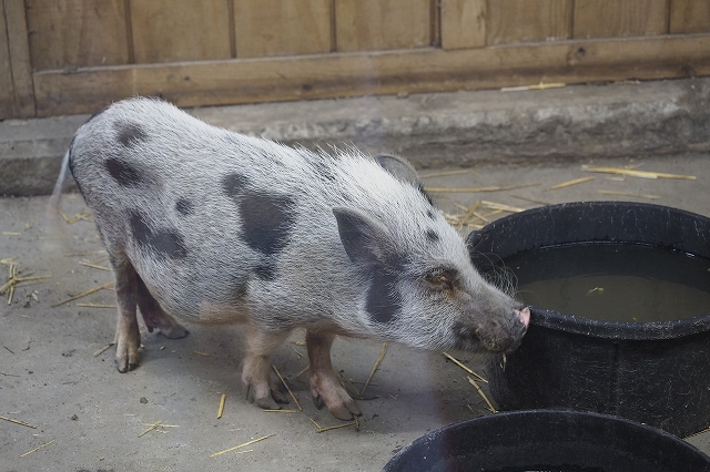 Juliana pig