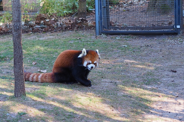レッサーパンダ