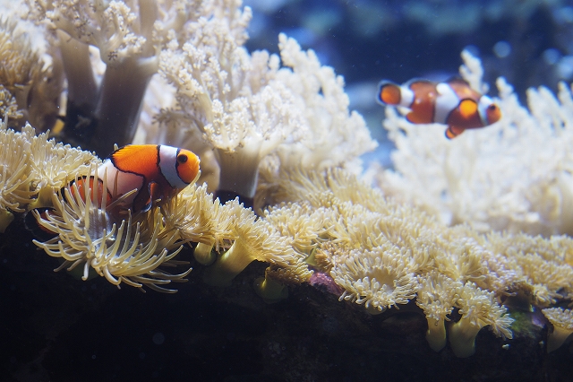 ニモこと、クマノミ