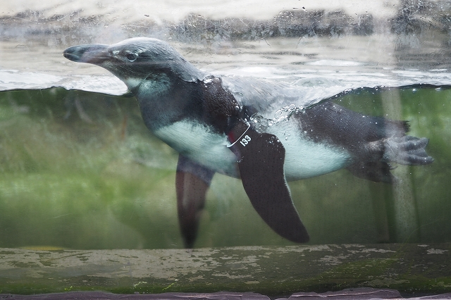 ペンギンが泳いでいるところ