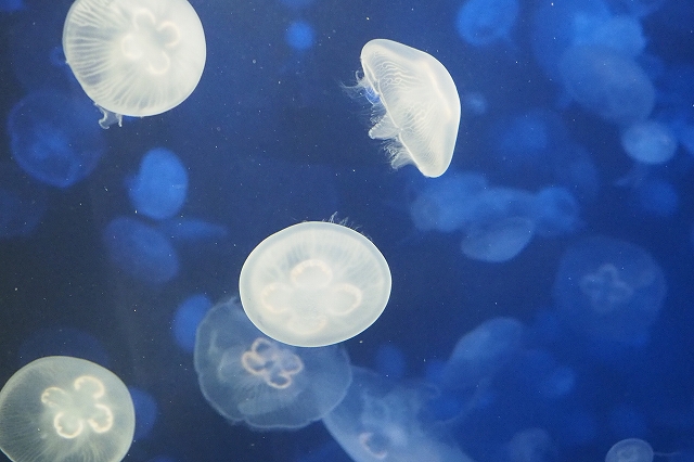 クラゲ