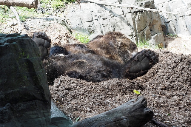 恐ろしいクマの足の裏！