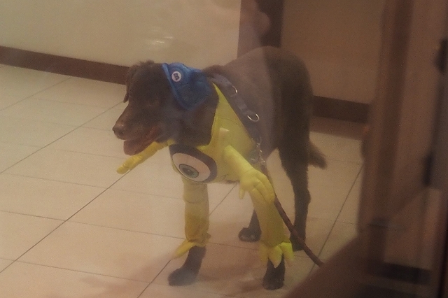 ミニオンの格好の犬