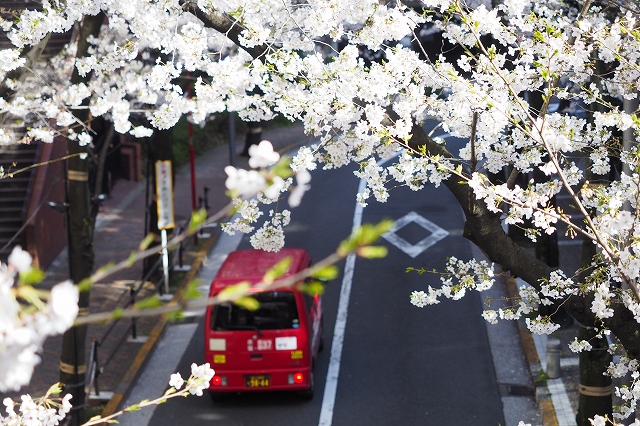 近くの桜坂の桜は綺麗でした。