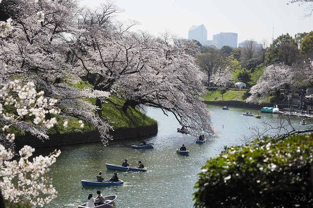 ボートと桜