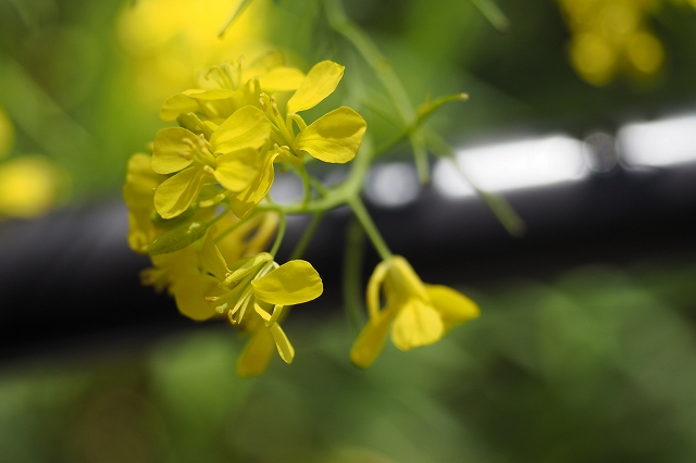 菜の花