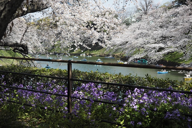 オオアラセイトウと桜