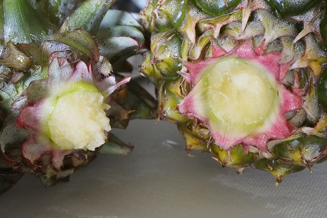 葉と胴体を切り離したところ