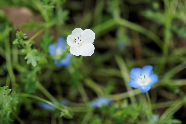白いネモフィラ