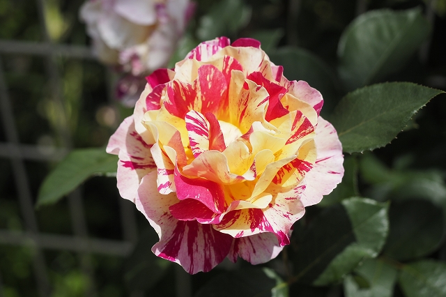 モーリス・ユトリロ