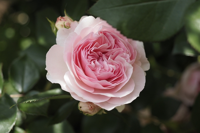 マリアテレジア