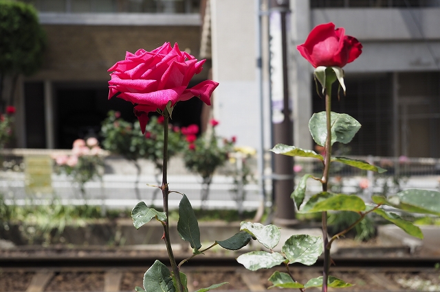 クリスチャンディオール