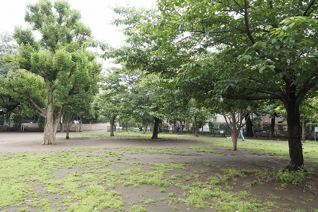 木が生えている広場