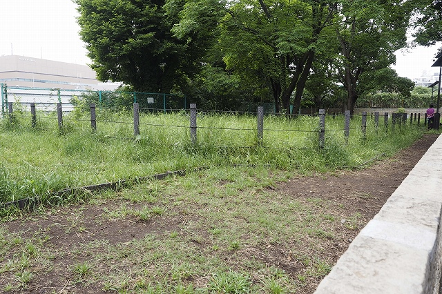 タンポポなどの保護区