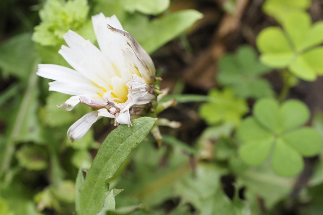 シロバナタンポポ