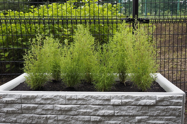 プランターのコキア