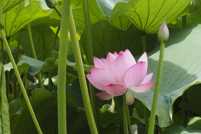 f:id:hiroko_ny:20210724221205j:plain