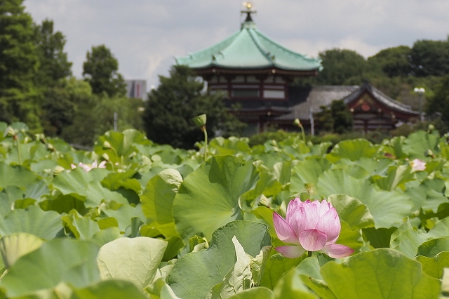 不忍池 辯天堂と蓮の花