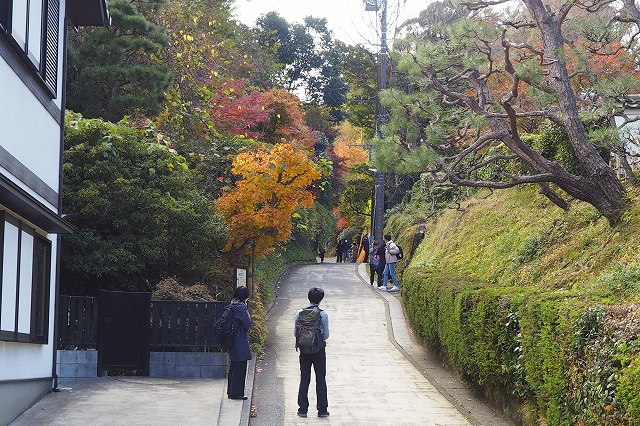 北鎌倉駅を降りてすぐから綺麗な紅葉は始まっています。
