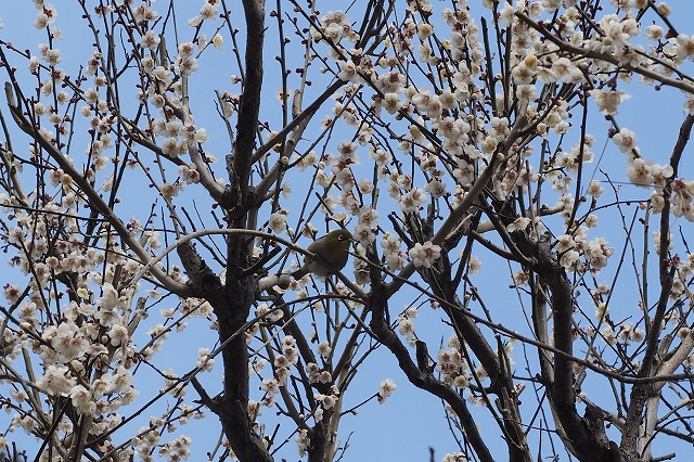 メジロがいました