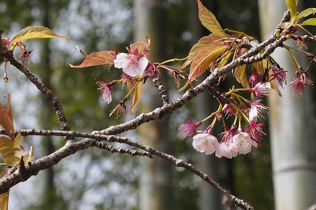あたみ桜
