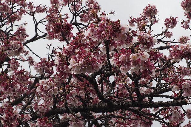 駅を出た所にあたみ桜