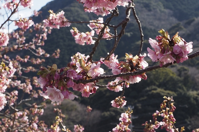 河津桜