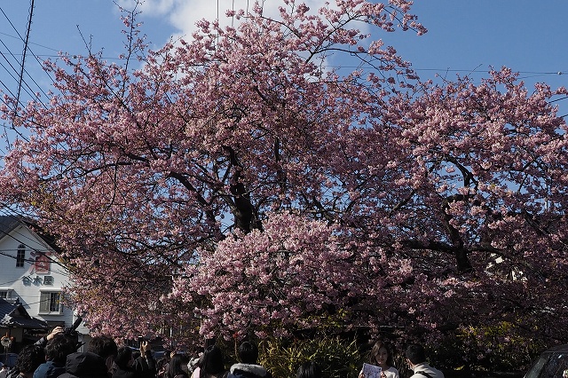 河津桜の原木1