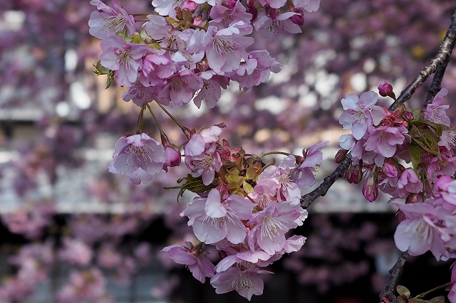 河津桜の原木