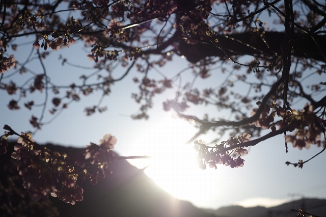 西日に当たった河津桜