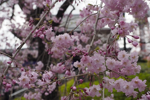 f:id:hiroko_ny:20220402000057j:plain