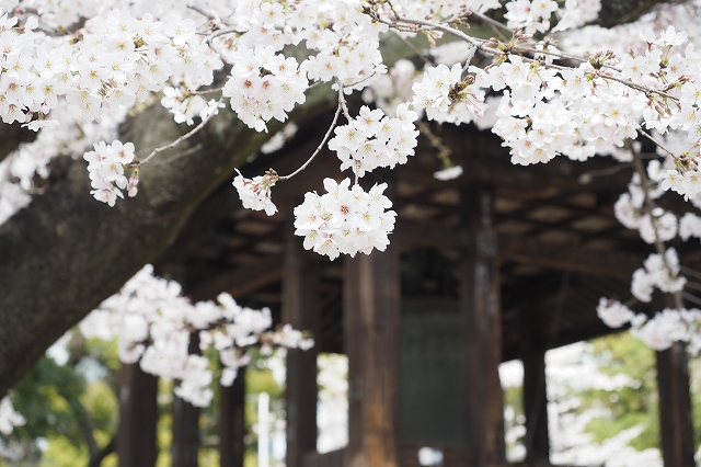 f:id:hiroko_ny:20220402000112j:plain