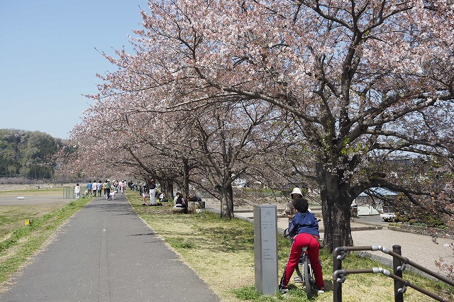川沿いの桜並木
